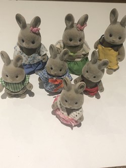 Lapins gris