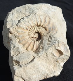 Fossile 1