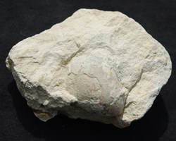Terebratula