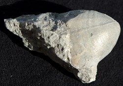 Terebratula