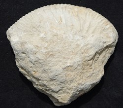 Fossil 15