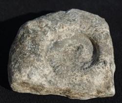 Fossile 5