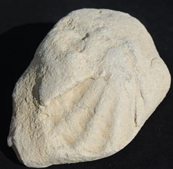 Ctenostreon