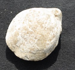 Terebratula