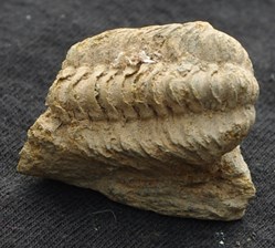 Colpocoryphe grandis
