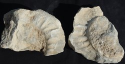 Fossile 13