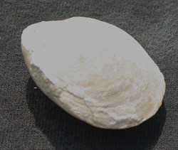 Terebratula
