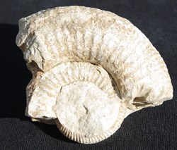 Fossile 12
