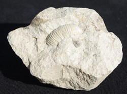Fossile 11
