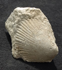 Fossil 16