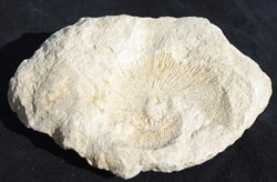Fossile 9