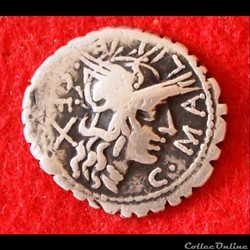 Poblicia - Denier serratus