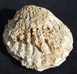 Fossile 6