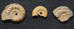 Hildoceras