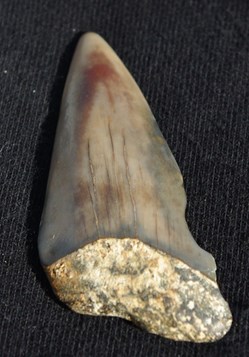 Fossile 8