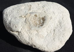 Mineral ou fossile