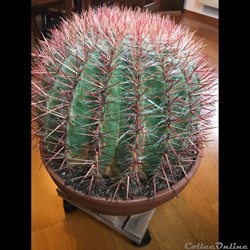 ferocactus