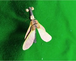 Insecte imaginaire