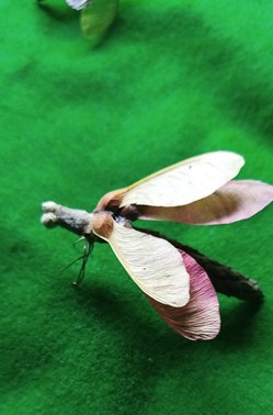 Insecte imaginaire