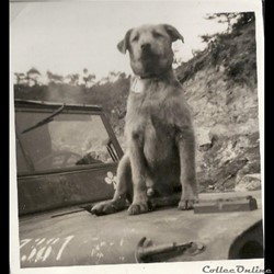 le chien  BANZAÏ  la mascotte service santé.guerre de Corée