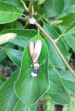Insecte imaginaire