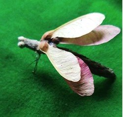 Insecte imaginaire