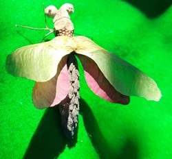 Insecte imaginaire