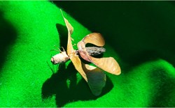 Insecte imaginaire