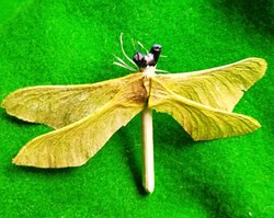 Insecte imaginaire