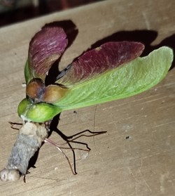 Insecte imaginaire ( ou pas).