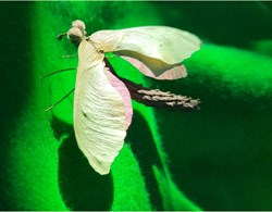 Insecte imaginaire