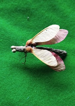 Insecte imaginaire