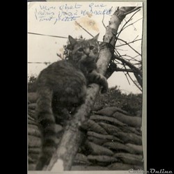 Koï Hani la mascotte guerre de Corée