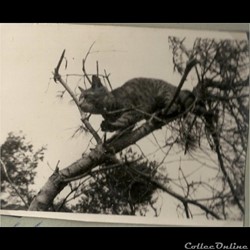 Koï Hani la mascotte guerre de Corée