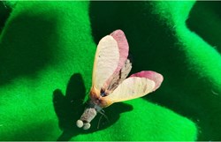 Insecte imaginaire