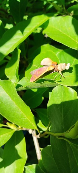 Insecte imaginaire