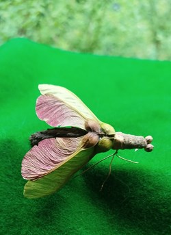 Insecte imaginaire