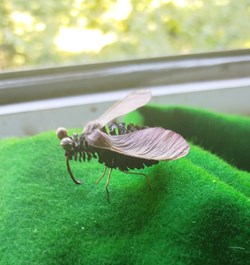 Insecte imaginaire ( ou pas).