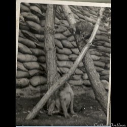 Koï Hani et BANDZAÏ les mascottes guerre de Corée