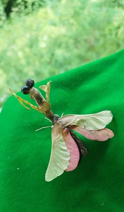 Insecte imaginaire