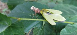 Insecte imaginaire