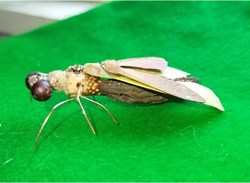 Insecte imaginaire
