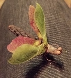 Insecte imaginaire