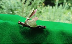 Insecte imaginaire