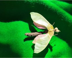Insecte imaginaire