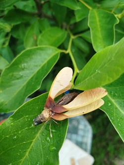 Insecte imaginaire