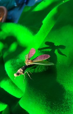 Insecte imaginaire