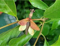 Insecte imaginaire