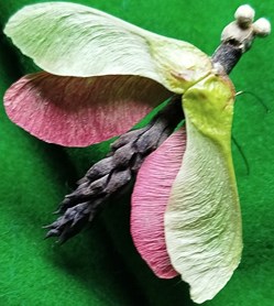 Insecte imaginaire