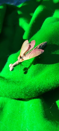 Insecte imaginaire